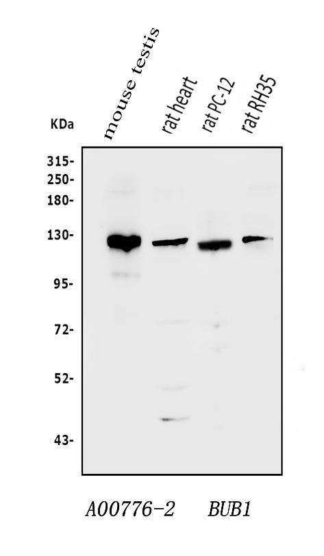 Anti-Bub1 Antibody Picoband® Boster Bio