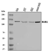 Anti-BUB1 Antibody Picoband® Boster Bio