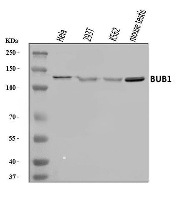 Anti-BUB1 Antibody Picoband® Boster Bio