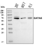 Anti-GATA6 Antibody Picoband® Boster Bio