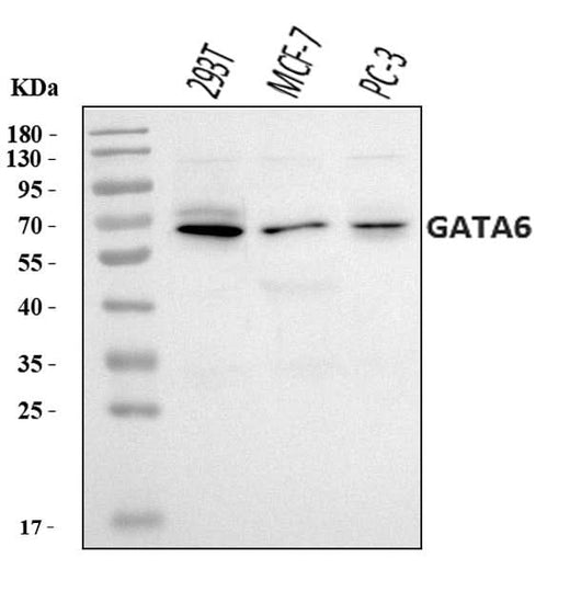 Anti-GATA6 Antibody Picoband® Boster Bio