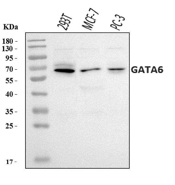 Anti-GATA6 Antibody Picoband® Boster Bio