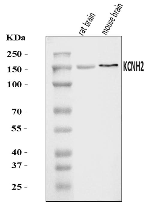 Anti-H-ERG/KCNH2 Antibody Picoband® Boster Bio