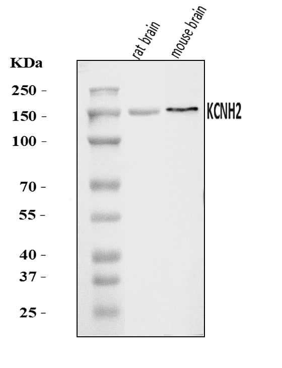 Anti-H-ERG/KCNH2 Antibody Picoband® Boster Bio
