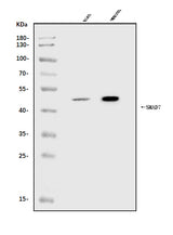 Anti-MADH7/SMAD7 Antibody Picoband® Boster Bio