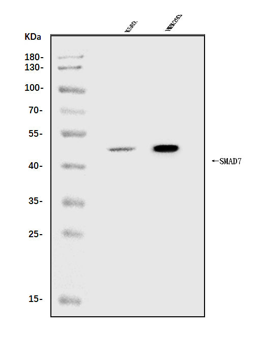Anti-MADH7/SMAD7 Antibody Picoband® Boster Bio