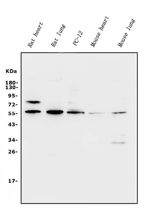 Anti-Xrcc4 Antibody Picoband® Boster Bio