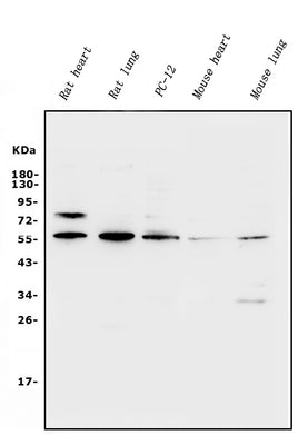 Anti-Xrcc4 Antibody Picoband® Boster Bio