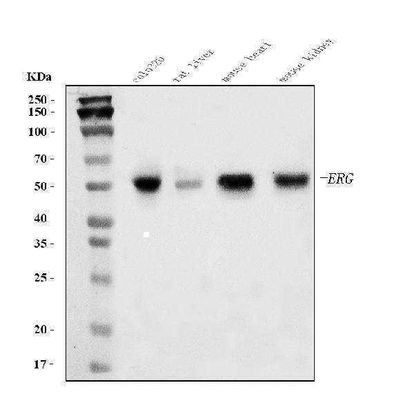 Anti-ERG Antibody Picoband® Boster Bio