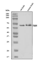 Anti-FAAH1/FAAH Antibody Picoband® Boster Bio