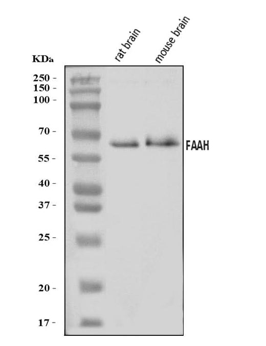 Anti-FAAH1/FAAH Antibody Picoband® Boster Bio
