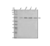 Anti-TBX5 Antibody Picoband® Boster Bio
