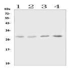 Anti-Oncostatin M/Osm Antibody Picoband® Boster Bio