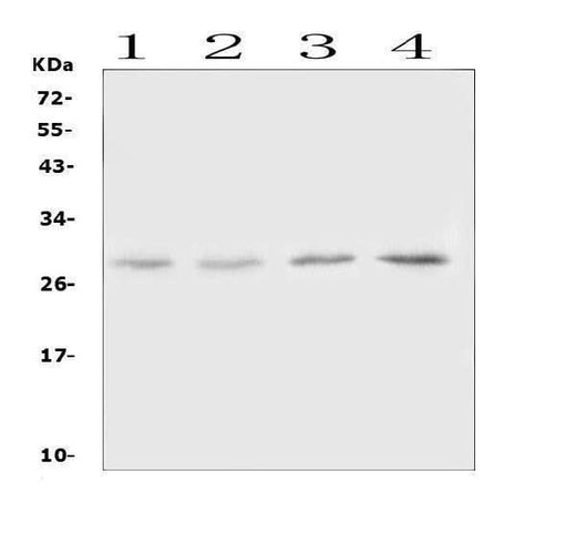 Anti-Oncostatin M/Osm Antibody Picoband® Boster Bio