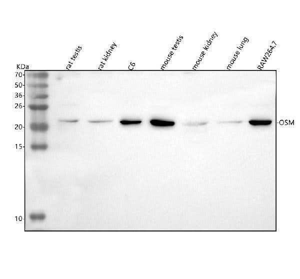 Anti-Osm Antibody Picoband® Boster Bio