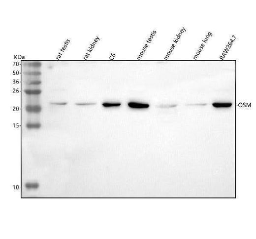 Anti-Osm Antibody Picoband® Boster Bio