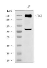 Anti-IRS2 Antibody Picoband® Boster Bio
