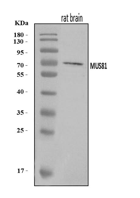 Anti-MUS81 Antibody Picoband® Boster Bio