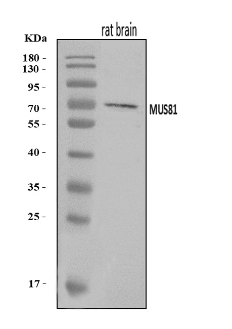 Anti-MUS81 Antibody Picoband® Boster Bio