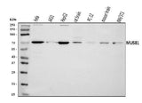 Anti-MUS81 Antibody Picoband® Boster Bio