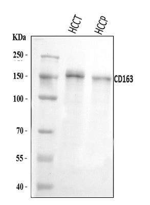 Anti-CD163 Antibody Picoband® Boster Bio