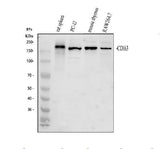 Anti-Cd163 Antibody Picoband® Boster Bio