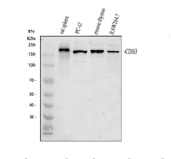 Anti-Cd163 Antibody Picoband® Boster Bio