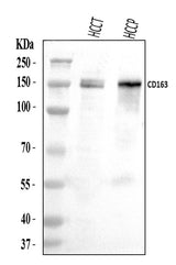 Anti-CD163 Antibody Picoband® Boster Bio