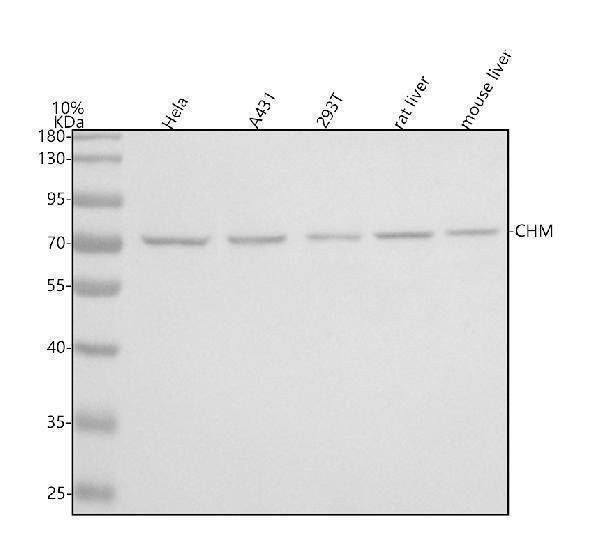 Anti-CHM Antibody Picoband® Boster Bio