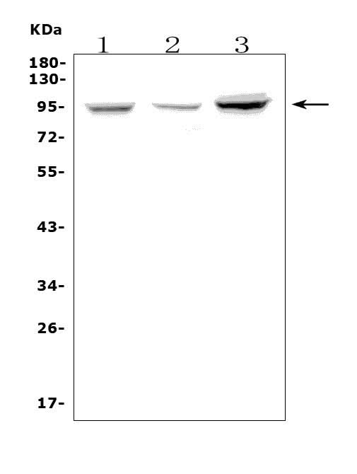 Anti-Fibrinogen alpha chain/FGA Antibody Picoband® Boster Bio