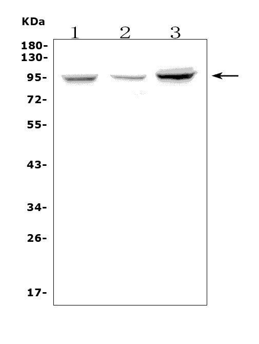 Anti-Fibrinogen alpha chain/FGA Antibody Picoband® Boster Bio