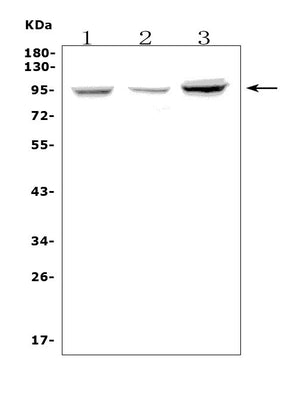 Anti-Fibrinogen alpha chain/FGA Antibody Picoband® Boster Bio