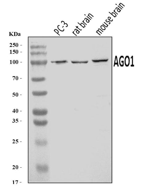 Anti-AGO1 Antibody Picoband® Boster Bio