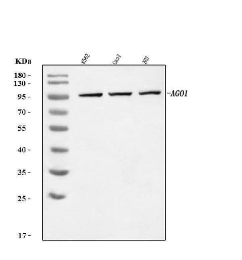 Anti-AGO1 Antibody Picoband® Boster Bio