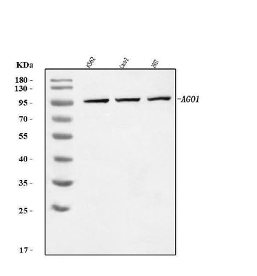 Anti-AGO1 Antibody Picoband® Boster Bio