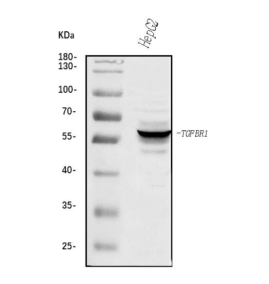Anti-TGF beta Receptor I/TGFBR1 Antibody Picoband® Boster Bio