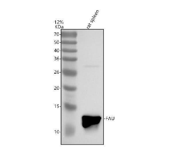 Anti-FAU Antibody Picoband® Boster Bio