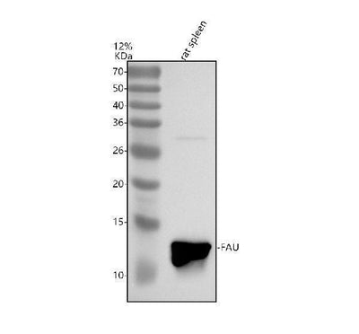 Anti-FAU Antibody Picoband® Boster Bio