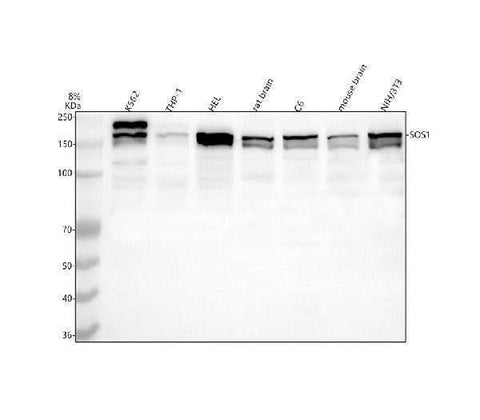 Anti-SOS1 Antibody Picoband® Boster Bio