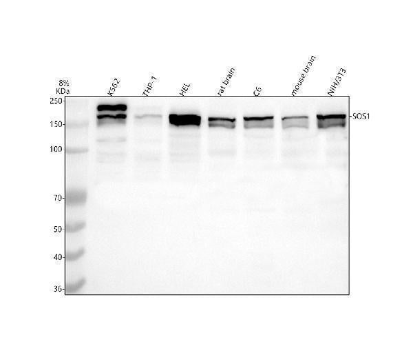 Anti-SOS1 Antibody Picoband® Boster Bio