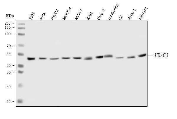 Anti-HDAC3 Antibody Picoband® Boster Bio