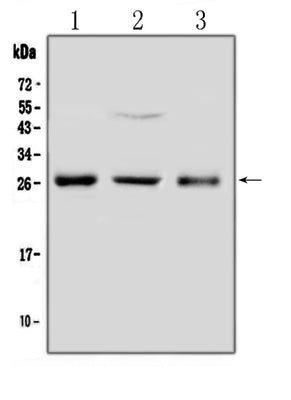 Anti-FGF8 Antibody Picoband® Boster Bio