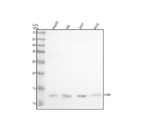 Anti-FXN Antibody Picoband® Boster Bio