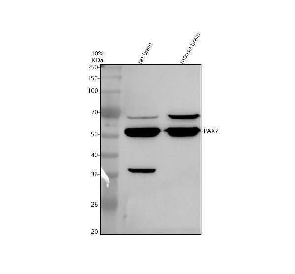 Anti-PAX7 Antibody Picoband® Boster Bio