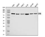 Anti-EIF4B Antibody Picoband® Boster Bio