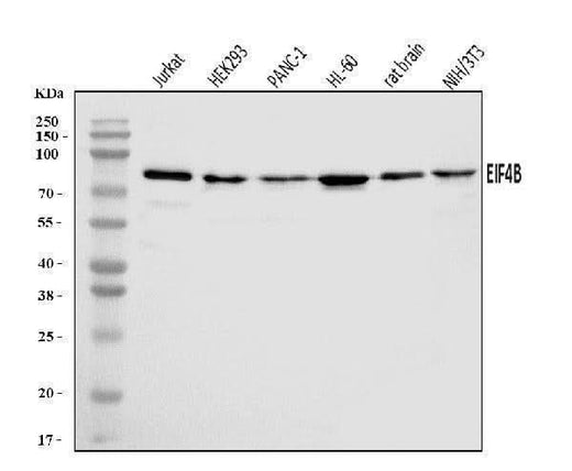 Anti-EIF4B Antibody Picoband® Boster Bio
