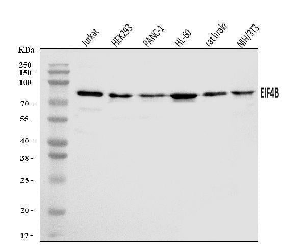 Anti-EIF4B Antibody Picoband® Boster Bio