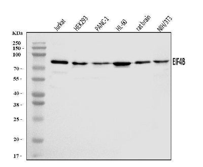 Anti-EIF4B Antibody Picoband® Boster Bio