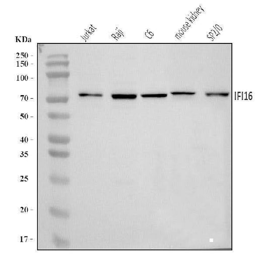 Anti-IFI16 Antibody Picoband® Boster Bio