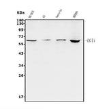 Anti-Lgi1/EPT/LGI1 Antibody Picoband® Boster Bio